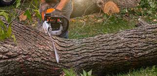 Trusted Elkins, WV Tree Services Experts