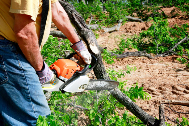 How Our Tree Care Process Works  in  Elkins, WV
